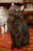 BRITISH SHORTHAIR 038